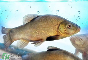 ?五月份吃什么魚？5月份吃什么魚？