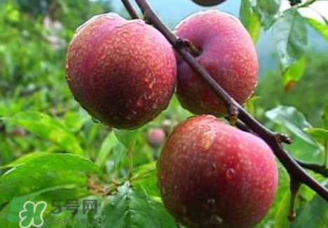 三華李種植幾年可掛果？三華李什么時(shí)候種植