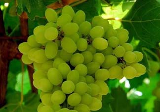 葡萄五月份打什么藥？五月份葡萄打什么藥？