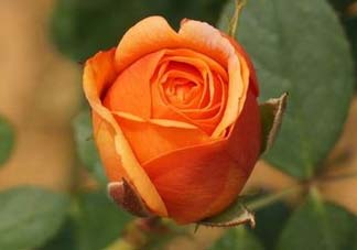 月季花什么時候插最好活？月季花怎么扦插成活率高？