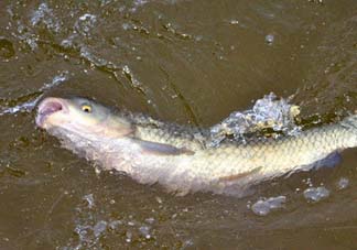 5月份怎么釣草魚？五月份怎么釣草魚？