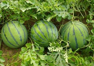 五月份可以種西瓜嗎？五月份怎么種西瓜？