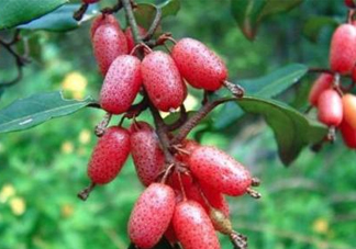 羊奶果怎么吃？羊奶果怎么種