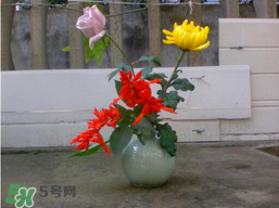 月季花什么時候插最好活？月季花怎么扦插成活率高？