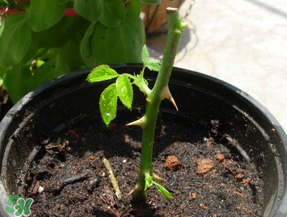 月季5月能插活嗎？月季花五月能插活嗎？