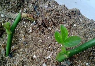 月季5月能插活嗎？月季花五月能插活嗎？