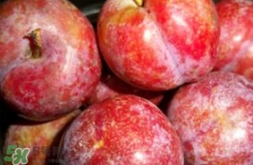 三華李幾月成熟？三華李有什么作用