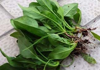 ?五月份能種菠菜嗎？5月份可以種菠菜嗎？