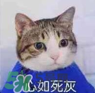 紀(jì)梵希黑色頰彩霜怎么樣？紀(jì)梵希黑色腮紅多少錢？