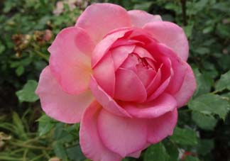 月季花5月扦插當年會開花嗎？月季花的花期