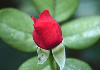 月季從有花苞到開花需要多久？月季花苞到開花要多久？