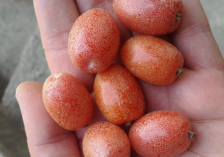 羊奶果是熱性還是涼性？羊奶果的功效與作用