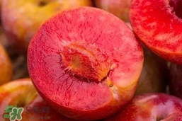 三華李能放冰箱嗎？三華李可以放冰箱嗎