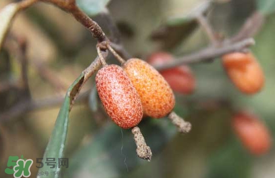 羊奶果怎么吃？羊奶果怎么種