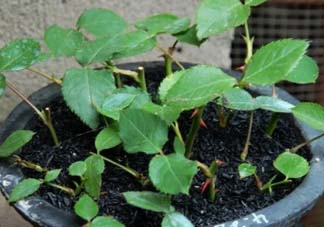 扦插的月季多久會開花？扦插月季多久可開花？