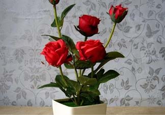 五月份可以種月季嗎？月季五月怎么養(yǎng)？