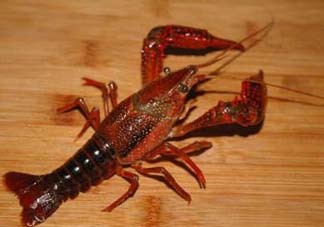 野生小龍蝦怎么抓？野生龍蝦怎么捕捉？