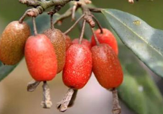 羊奶果要?jiǎng)兤幔垦蚰坦麆兤み€是帶皮吃好？