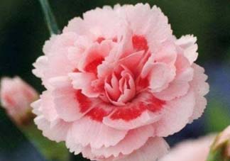 康乃馨可以放臥室嗎？康乃馨能放在臥室嗎？