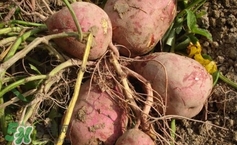 地瓜是紅薯嗎？地瓜什么時(shí)候成熟