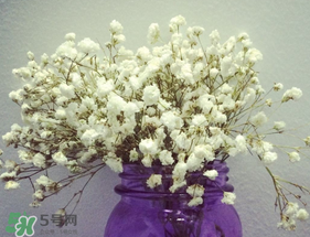 母親節(jié)可以送滿天星嗎？母親節(jié)能送滿天星嗎？