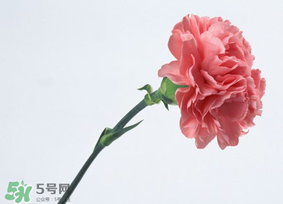 母親節(jié)送什么顏色的康乃馨？2017年母親節(jié)康乃馨推薦