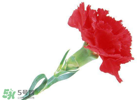 母親節(jié)送什么顏色的康乃馨？2017年母親節(jié)康乃馨推薦