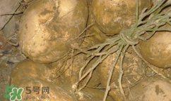 孕婦可以吃土瓜嗎？孕婦能吃土瓜嗎？