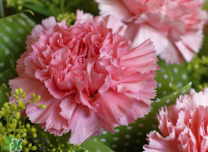 康乃馨多少錢(qián)一束2017？康乃馨多少錢(qián)一朵2017？