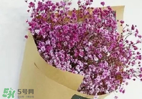 滿天星多少錢一束2017？滿天星多少錢一支2017？