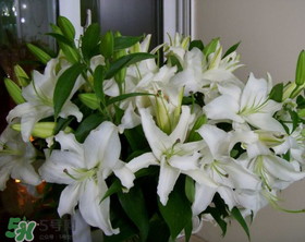 百合花多少錢一支2017？百合花多少錢一束2017？