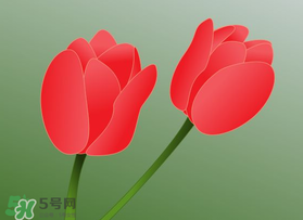 母親節(jié)可以送郁金香嗎？為什么母親節(jié)送郁金香？