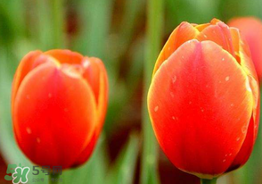 母親節(jié)可以送郁金香嗎？為什么母親節(jié)送郁金香？