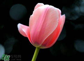 母親節(jié)可以送郁金香嗎？為什么母親節(jié)送郁金香？