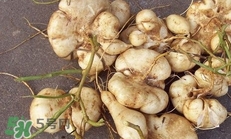 土瓜怎么做好吃？土瓜的做法大全