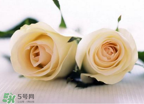 母親節(jié)可以送白玫瑰嗎？白玫瑰適合送什么人？