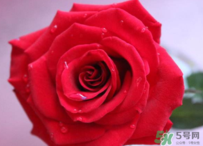 母親節(jié)送什么顏色的玫瑰花？母親節(jié)送幾朵玫瑰花？