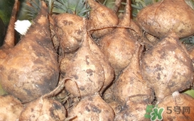 生吃土瓜有什么好處？土瓜生吃的功效與作用