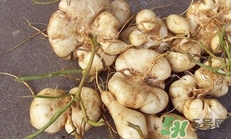 土瓜是涼性還是熱性？土瓜是寒性還是熱性？