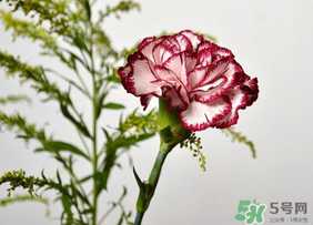 康乃馨可以放多久？康乃馨怎么養(yǎng)？