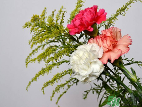 康乃馨可以放多久？康乃馨怎么養(yǎng)？