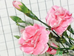 康乃馨可以放多久？康乃馨怎么養(yǎng)？