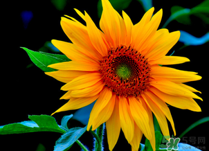 母親節(jié)可以送向日葵嗎？向日葵適合送什么人？