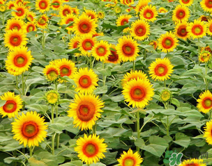 母親節(jié)可以送向日葵嗎？向日葵適合送什么人？