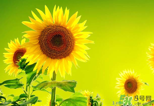 母親節(jié)可以送向日葵嗎？向日葵適合送什么人？