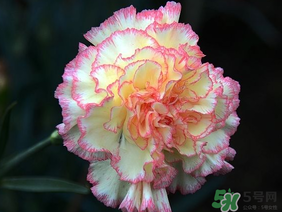 康乃馨可以放臥室嗎？康乃馨能放在臥室嗎？