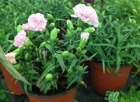 康乃馨能插活嗎？康乃馨可以扦插嗎？