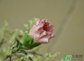 康乃馨能插活嗎？康乃馨可以扦插嗎？