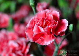 康乃馨能插活嗎？康乃馨可以扦插嗎？