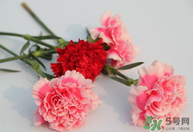 康乃馨多久澆一次水？康乃馨多久換一次水？